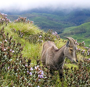 Eravikulam National Park