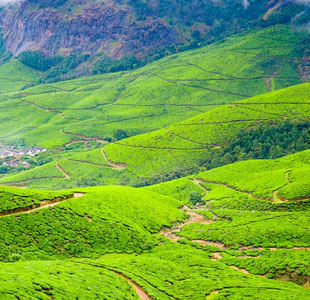 Kolukkumalai Estate